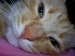 gingerkitty avatar